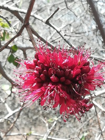 Schotia capitata, photographed by Noeleen du Toit