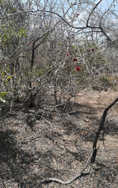 Schotia capitata, photographed by Noeleen du Toit