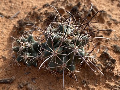 Sclerocactus parviflorus, photographed by Elliott Gordon