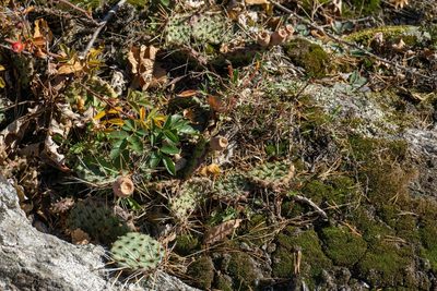 Opuntia macrorhiza, photographed by Philipp Pavelka