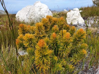 Retzia capensis, photographed by Corli du Toit Smith