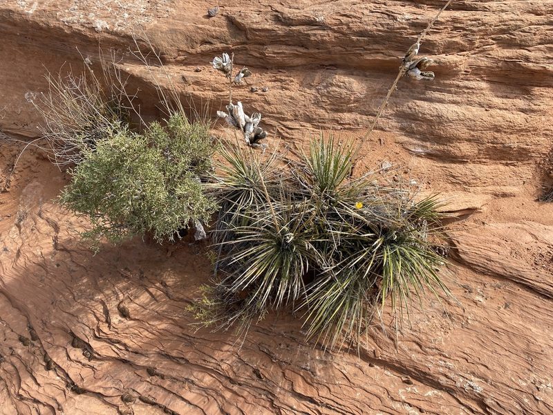 Yucca baileyi, photographed by Elliott Gordon
