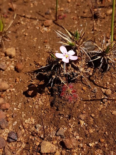 Drosera spilos, photographed by Em Lamond