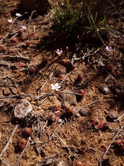Drosera spilos, photographed by Em Lamond