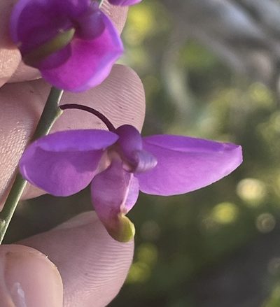 Asemeia apopetala, photographed by Jim Riley