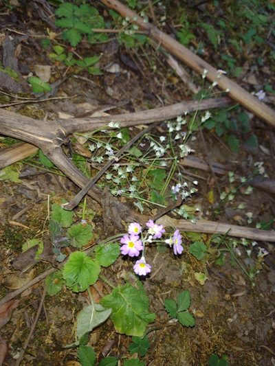 Primula malacoides, photographed by Fátima Helena Yáñez