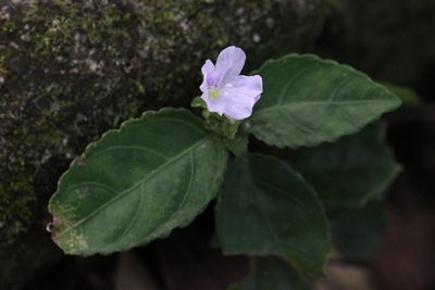 Strobilanthes tetrasperma, photographed by Agnes Trekker