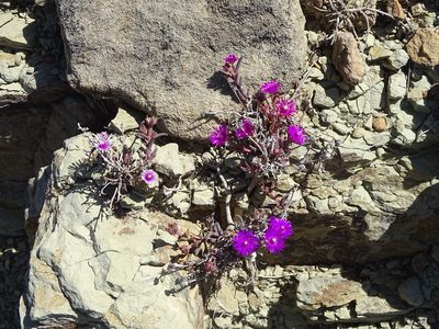 Delosperma aliwalense, photographed by Shaun Swanepoel