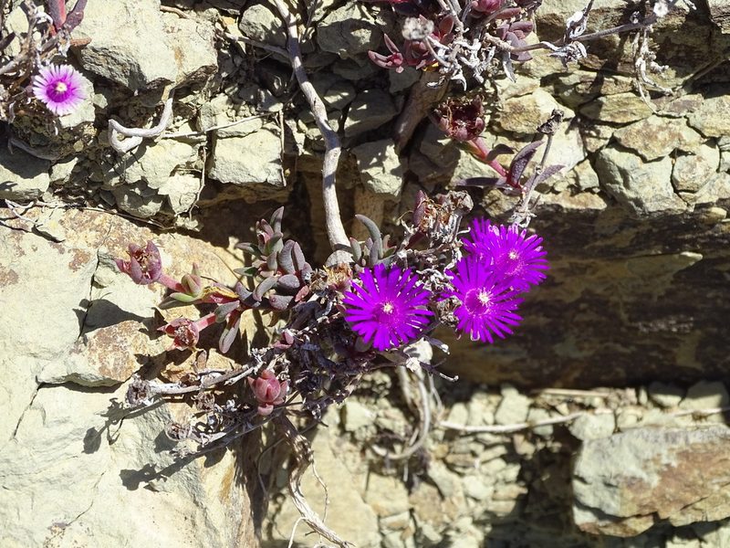 Delosperma aliwalense, photographed by Shaun Swanepoel