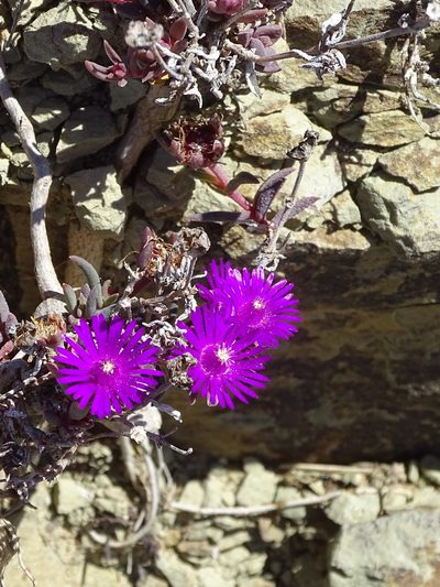 Delosperma aliwalense, photographed by Shaun Swanepoel