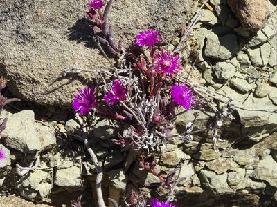 Delosperma aliwalense, photographed by Shaun Swanepoel