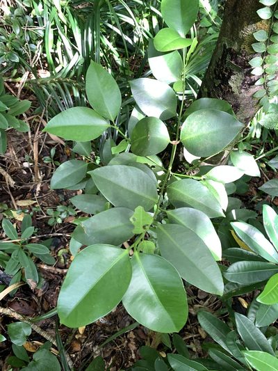 Garcinia linii, photographed by 呂一起(Lyu yi-chi)