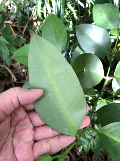 Garcinia linii, photographed by 呂一起(Lyu yi-chi)