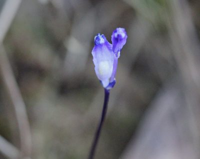 Burmannia wallichii, photographed by Agnes Trekker
