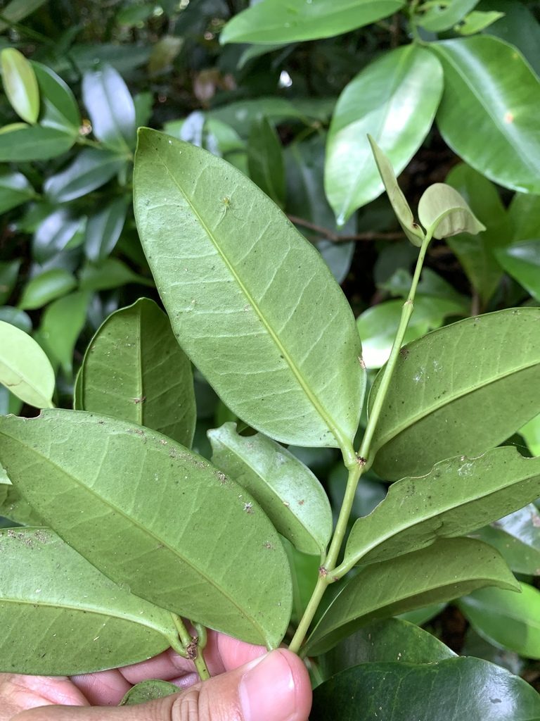 Memecylon lanceolatum, photographed by 呂一起(Lyu yi-chi)