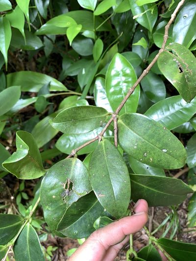 Memecylon lanceolatum, photographed by 呂一起(Lyu yi-chi)