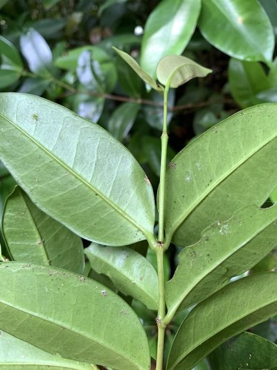 Memecylon lanceolatum, photographed by 呂一起(Lyu yi-chi)