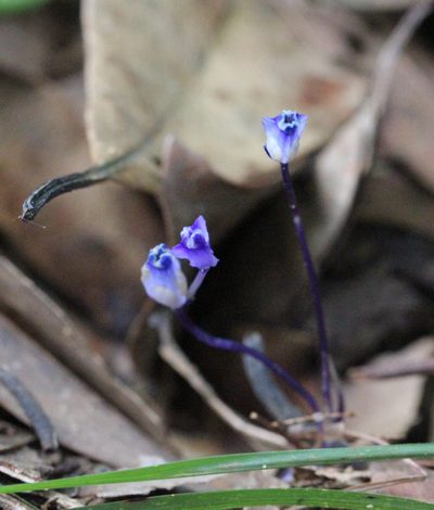 Burmannia wallichii, photographed by Agnes Trekker