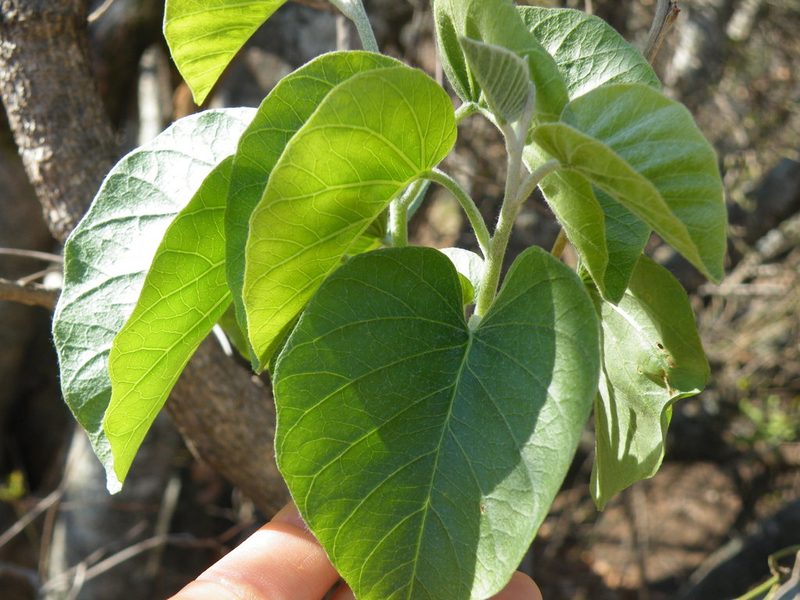 Ipomoea albivenia, photographed by Antoinette Eyssell Knox