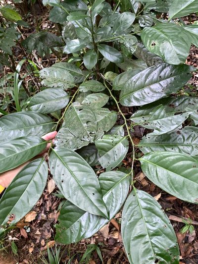 Diospyros maritima, photographed by 呂一起(Lyu yi-chi)