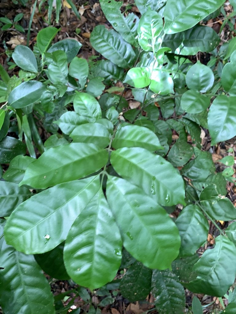 Epicharis cumingiana, photographed by 呂一起(Lyu yi-chi)