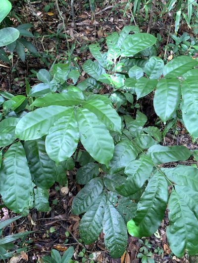 Epicharis cumingiana, photographed by 呂一起(Lyu yi-chi)