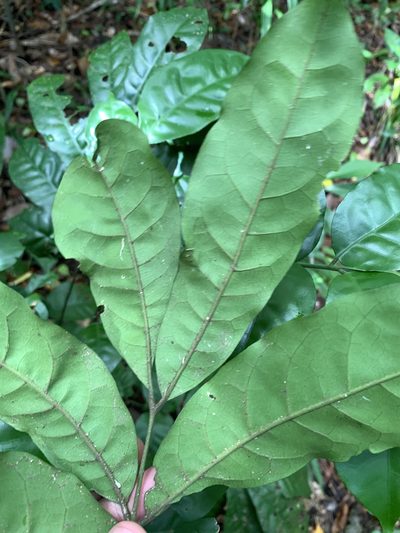 Epicharis cumingiana, photographed by 呂一起(Lyu yi-chi)