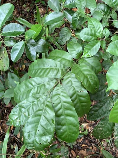 Epicharis cumingiana, photographed by 呂一起(Lyu yi-chi)