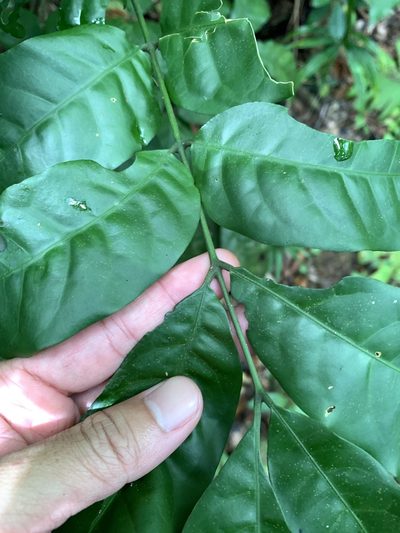 Epicharis cumingiana, photographed by 呂一起(Lyu yi-chi)