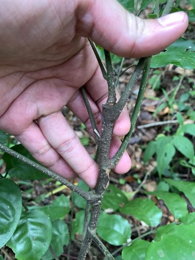Epicharis cumingiana, photographed by 呂一起(Lyu yi-chi)