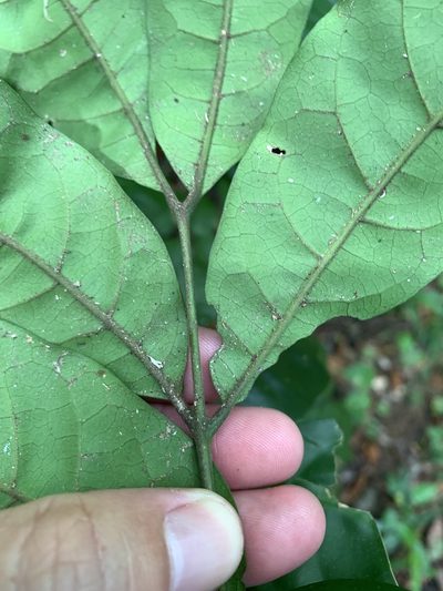 Epicharis cumingiana, photographed by 呂一起(Lyu yi-chi)