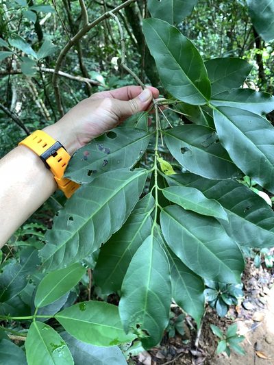 Geniostoma rupestre, photographed by 呂一起(Lyu yi-chi)