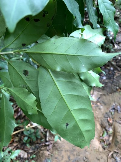Geniostoma rupestre, photographed by 呂一起(Lyu yi-chi)