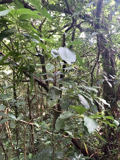 Geniostoma rupestre, photographed by 呂一起(Lyu yi-chi)