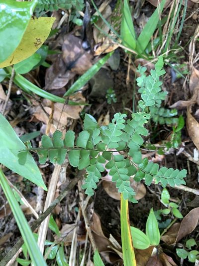 Lindsaea javanensis, photographed by 呂一起(Lyu yi-chi)