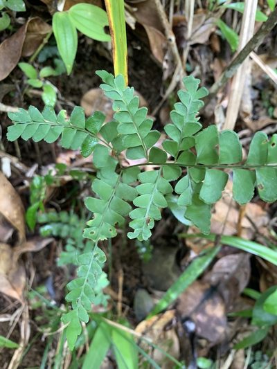 Lindsaea javanensis, photographed by 呂一起(Lyu yi-chi)