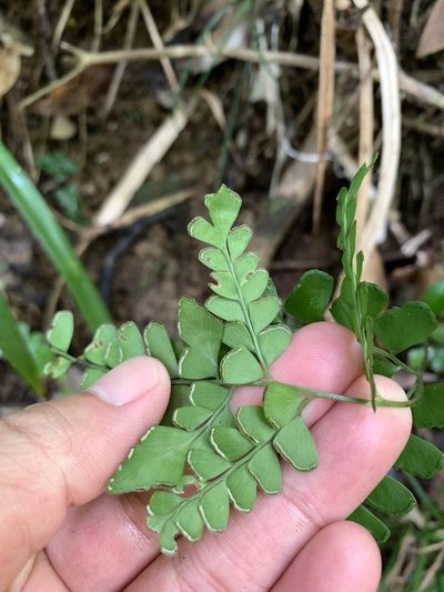Lindsaea javanensis, photographed by 呂一起(Lyu yi-chi)