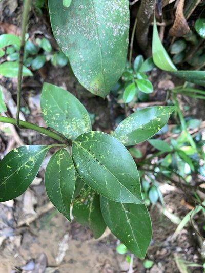 Neolitsea villosa, photographed by 呂一起(Lyu yi-chi)