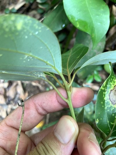 Neolitsea villosa, photographed by 呂一起(Lyu yi-chi)