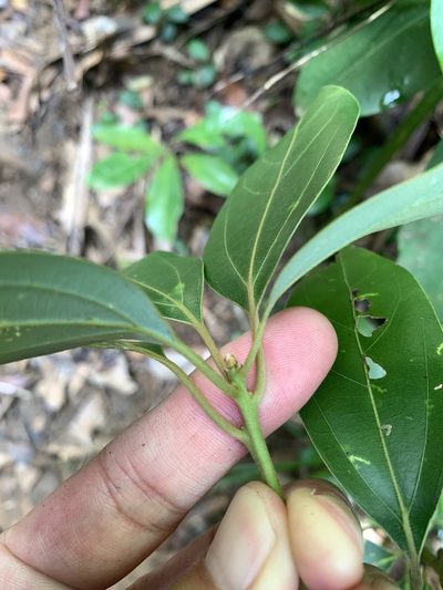 Neolitsea villosa, photographed by 呂一起(Lyu yi-chi)