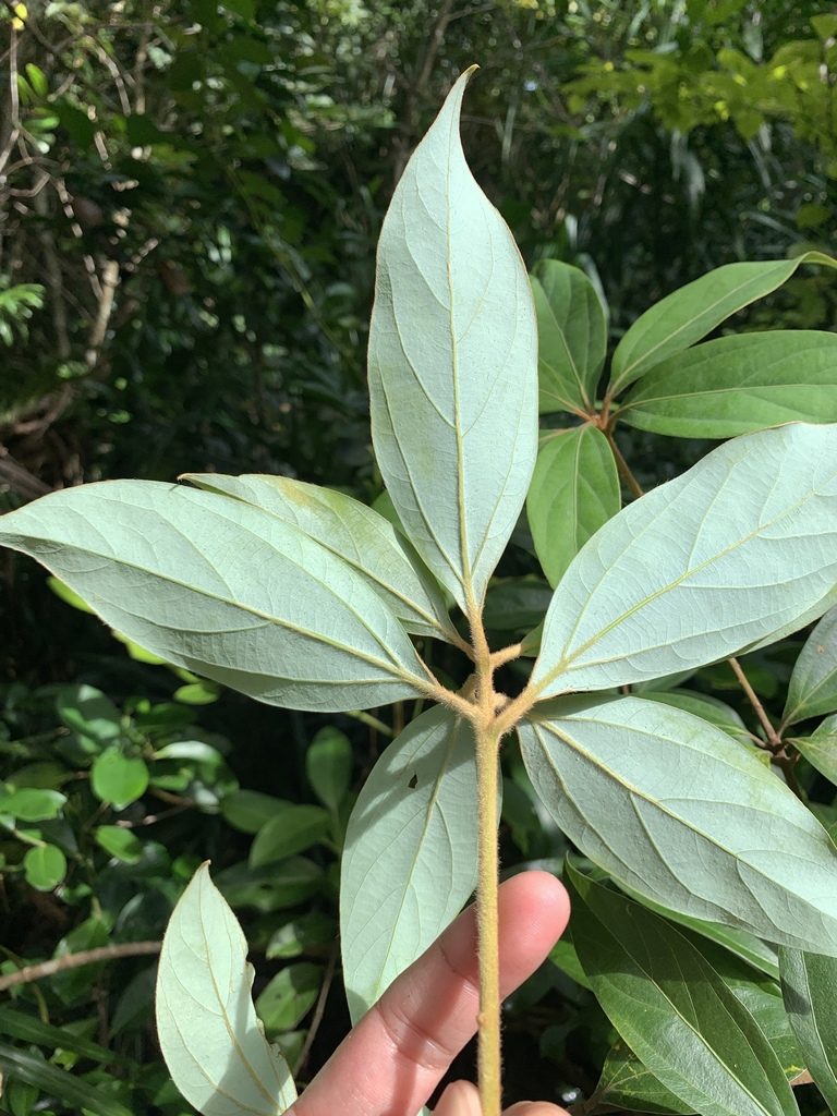 Neolitsea villosa, photographed by 呂一起(Lyu yi-chi)
