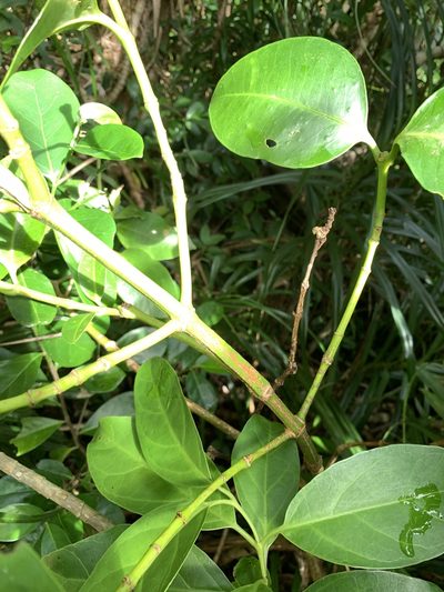 Garcinia linii, photographed by 呂一起(Lyu yi-chi)