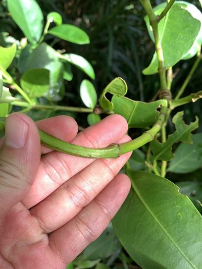 Garcinia linii, photographed by 呂一起(Lyu yi-chi)