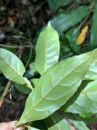 Elaeocarpus argenteus, photographed by 呂一起(Lyu yi-chi)