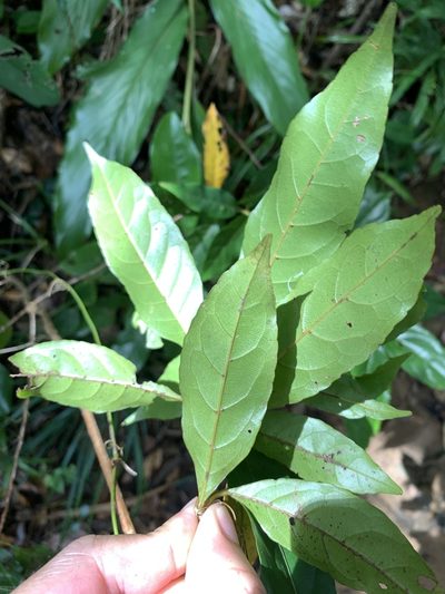Elaeocarpus argenteus, photographed by 呂一起(Lyu yi-chi)