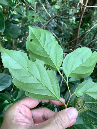 Flacourtia rukam, photographed by 呂一起(Lyu yi-chi)
