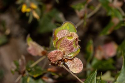 Bossiaea obtusangula, photographed by T. Hammer