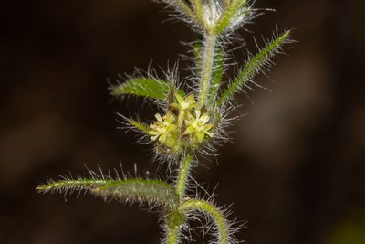 Xanthosia huegelii, photographed by T. Hammer