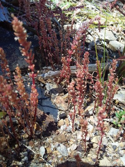 Crassula colligata, photographed by insiderelic