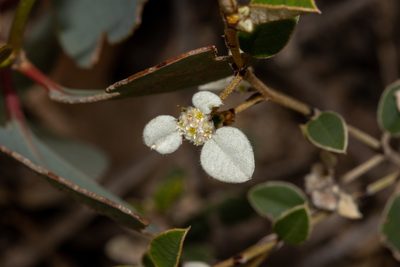 Spyridium thymifolium, photographed by T. Hammer